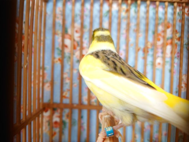 鳴ローラーカナリア（ナキローラーカナリア）