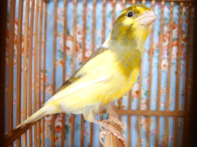 鳴ローラーカナリア（ナキローラーカナリア）