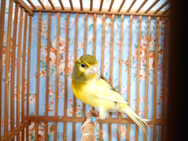 鳴ローラーカナリア（ナキローラーカナリア）