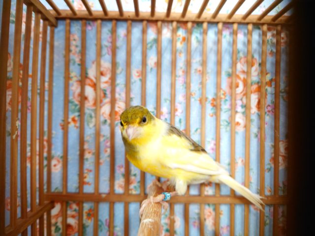 鳴ローラーカナリア（ナキローラーカナリア）