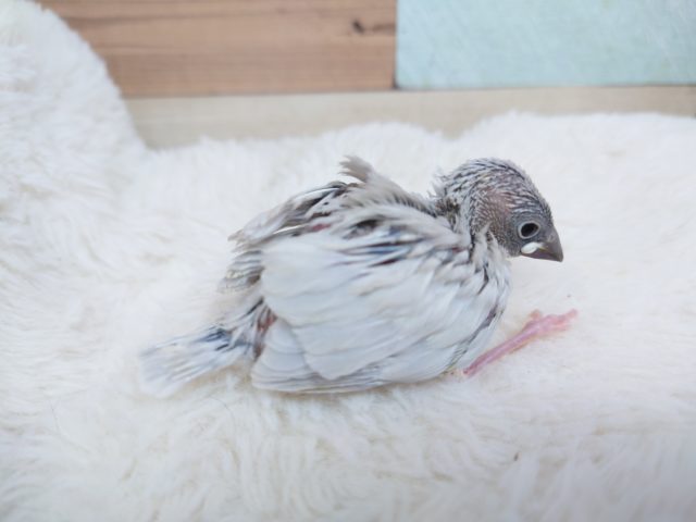 シルバー文鳥