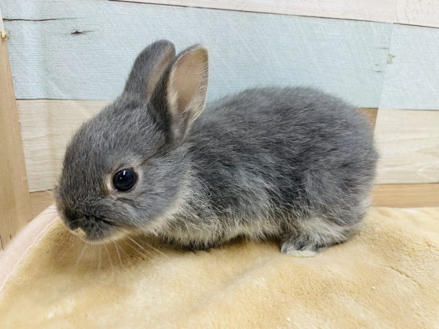 ネザーランドドワーフ