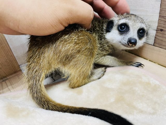 ミーアキャット