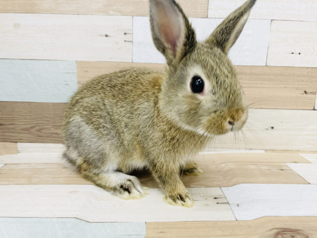 ネザーランドドワーフ