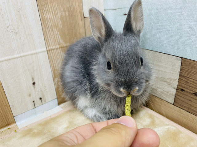 ネザーランドドワーフ