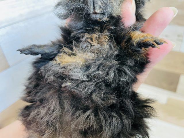 テッセルモルモット