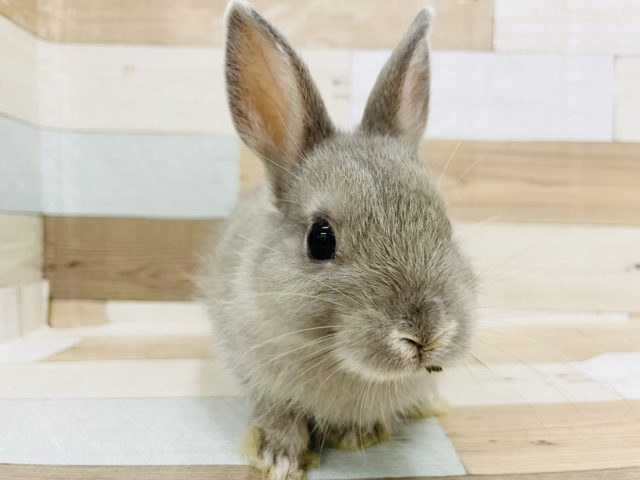 ネザーランドドワーフ