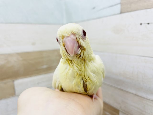 サザナミインコ