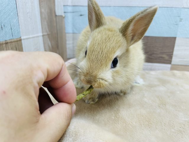 最新画像!活発な女の子!ネザーランドドワーフのオレンジカラー! ネザーランドドワーフ