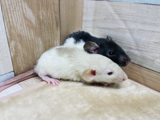 ファンシーラット