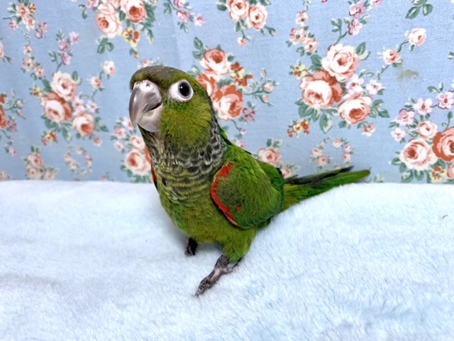 イワウロコインコ ヒナ 11/25 イワウロコインコ