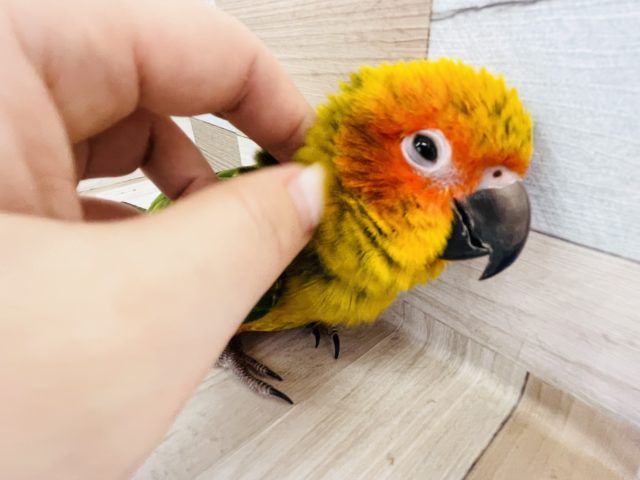 コガネメキシコインコ