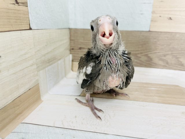 オカメインコ