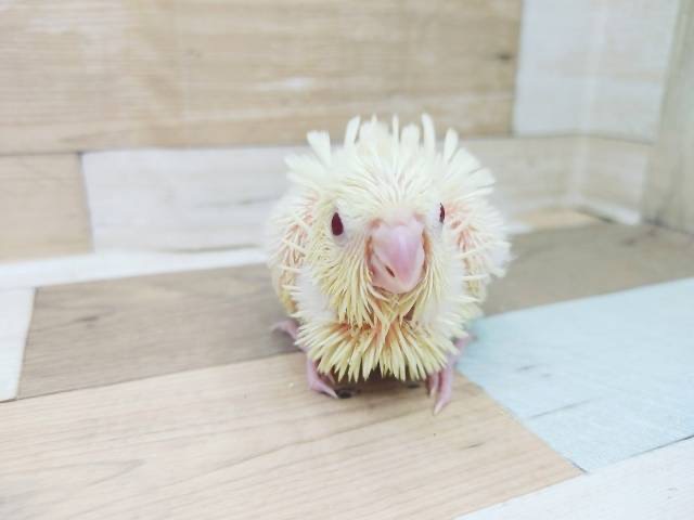 サザナミインコ