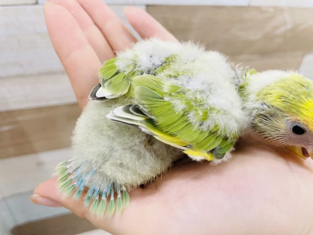コザクラインコ（小桜インコ）