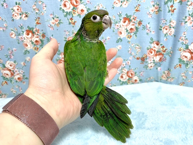 イワウロコインコ ヒナ 11/25 イワウロコインコ
