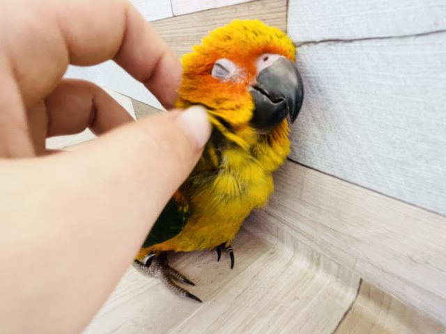 コガネメキシコインコ