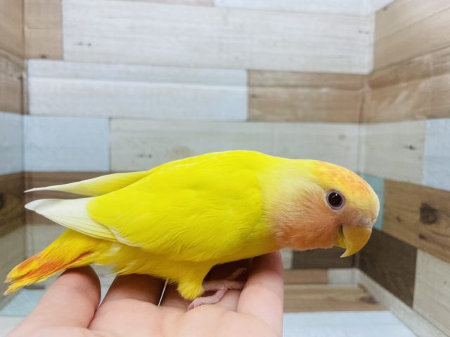 コザクラインコ（小桜インコ）