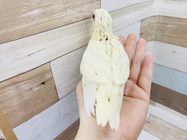 サザナミインコ