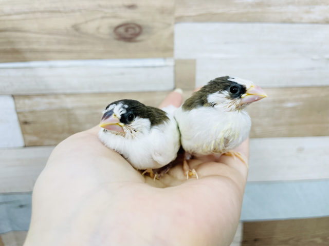 十姉妹（ジュウシマツ）