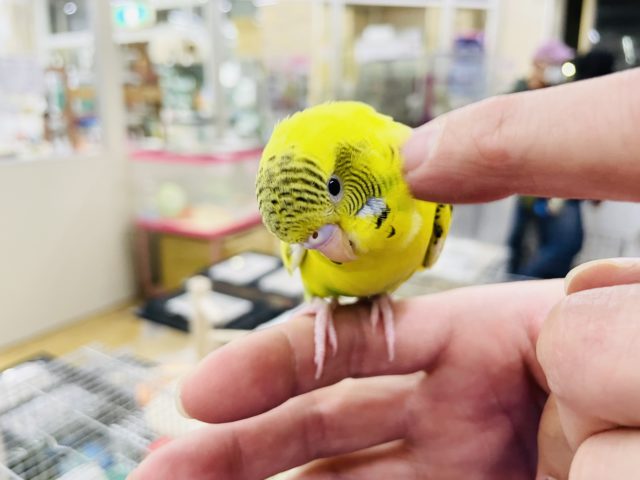 セキセイインコ