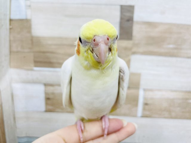 オカメインコ