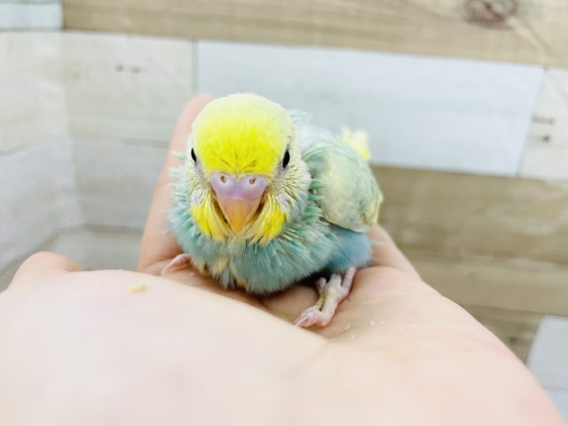 セキセイインコ