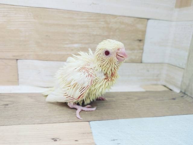 サザナミインコ