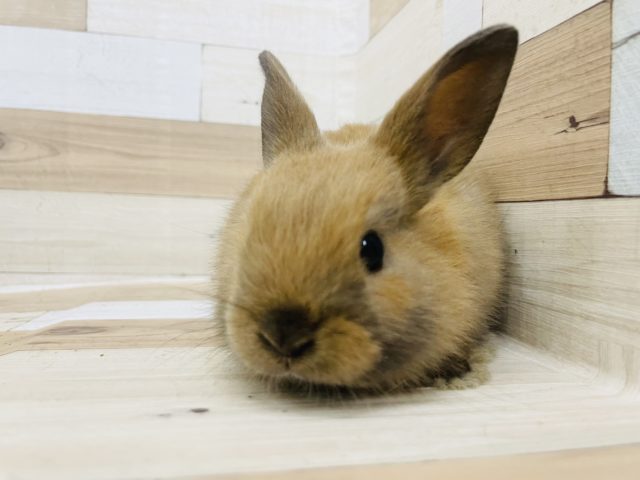 ネザーランドドワーフ