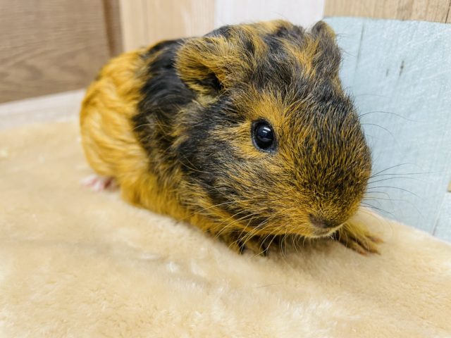 テッセルモルモット