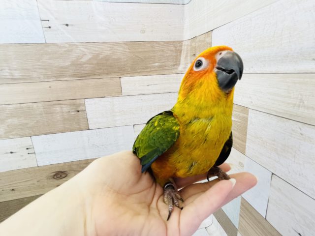 コガネメキシコインコ