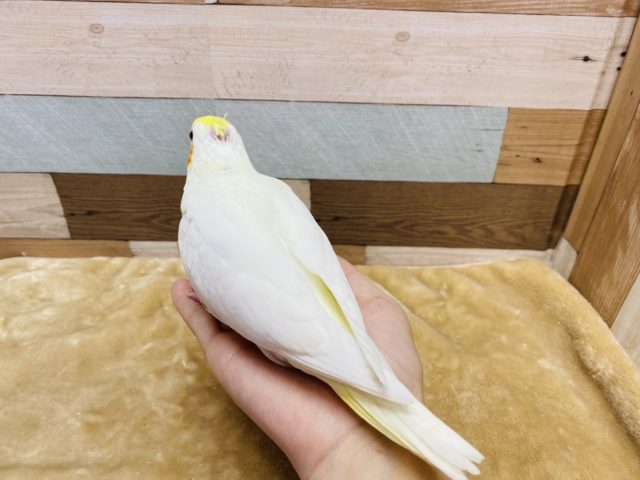 オカメインコ