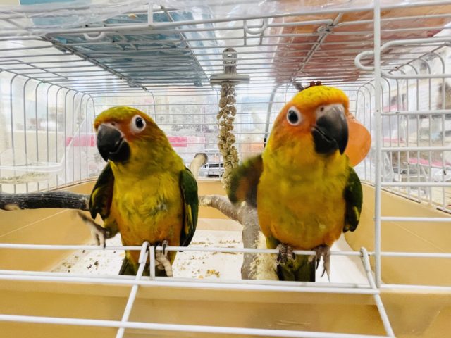 コガネメキシコインコ