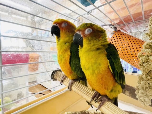 後退りするけど甘えん坊♥️コガネメキシコインコヒナ! コガネメキシコインコ