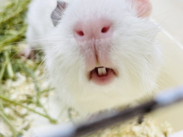 アビシニアンモルモット