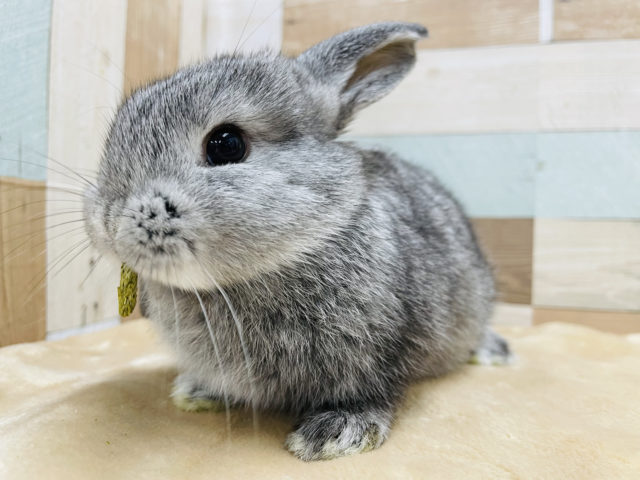 ロップイヤーラビット