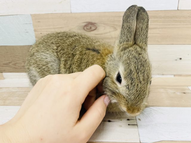 ネザーランドドワーフ