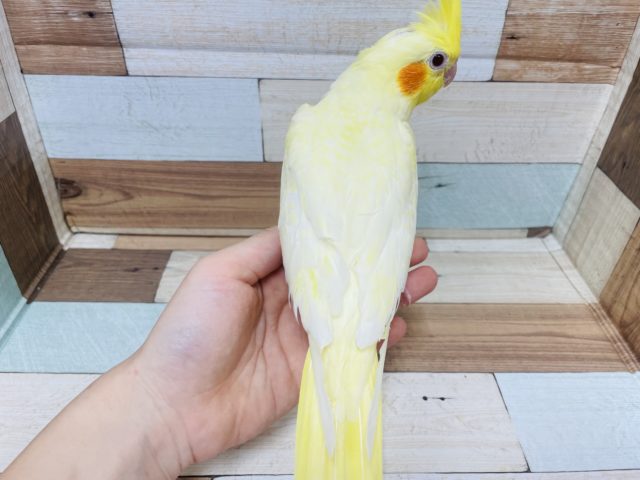 オカメインコ