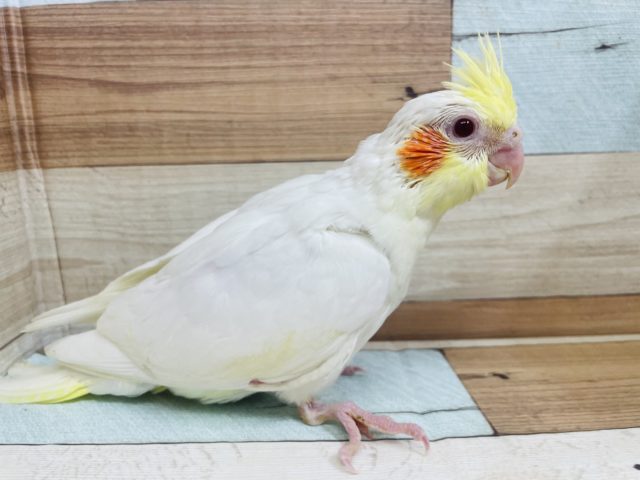 オカメインコ