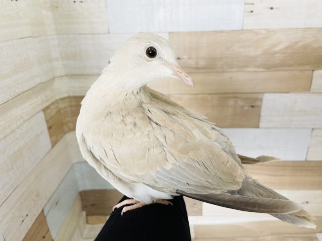 ジュズカケバト