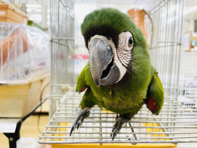 ヒメコンゴウインコ