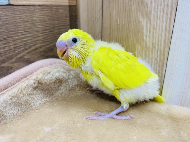 セキセイインコ