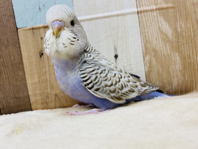ジャンボセキセイインコ