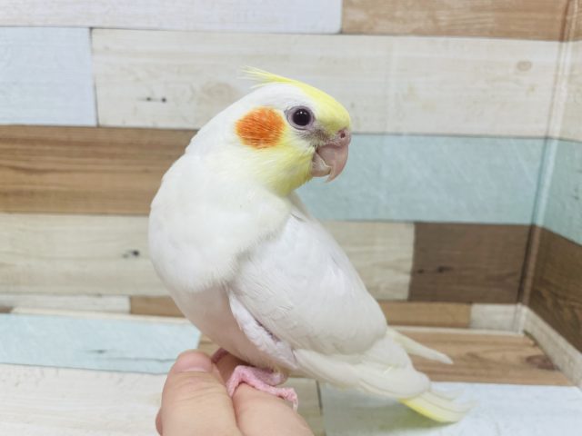 オカメインコ