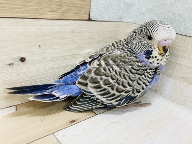 ジャンボセキセイインコ