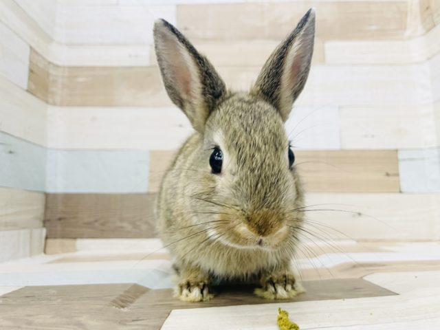 ネザーランドドワーフ