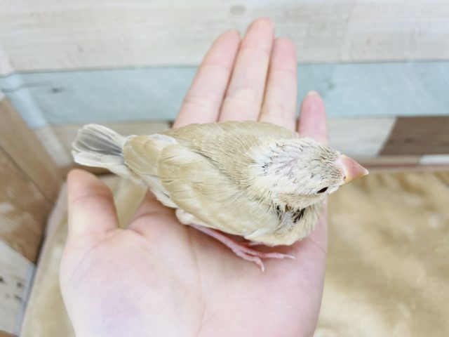 シナモン文鳥