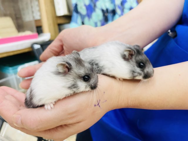 ドワーフハムスターの1種