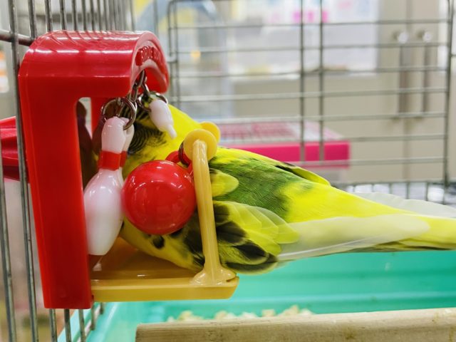 セキセイインコ
