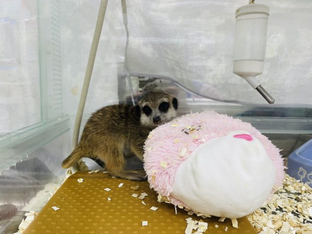 ミーアキャット